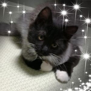 Meet your Posher, Janet